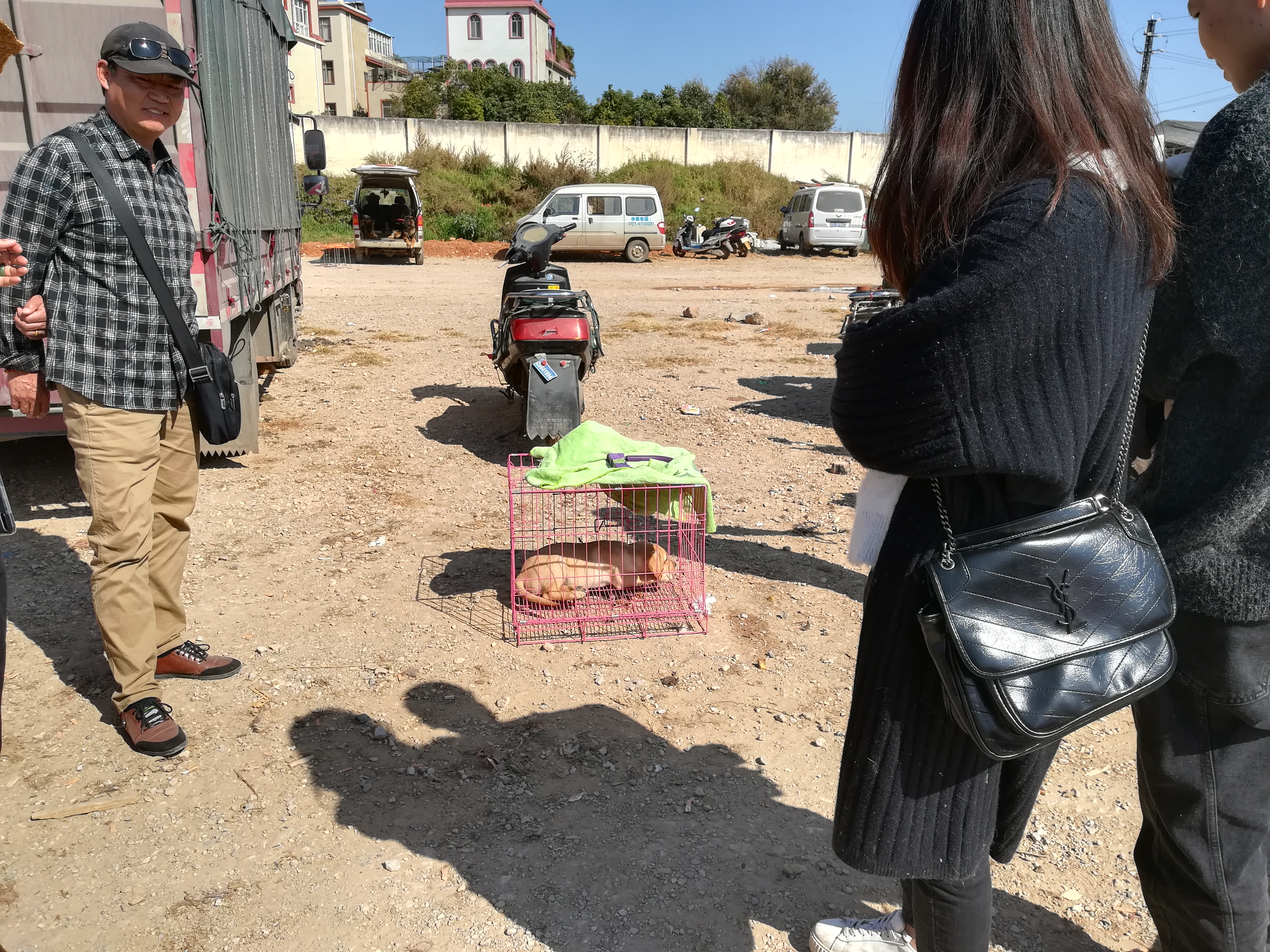 带血统证的拉布拉多价格,网上的拉布拉多卖多少钱一个