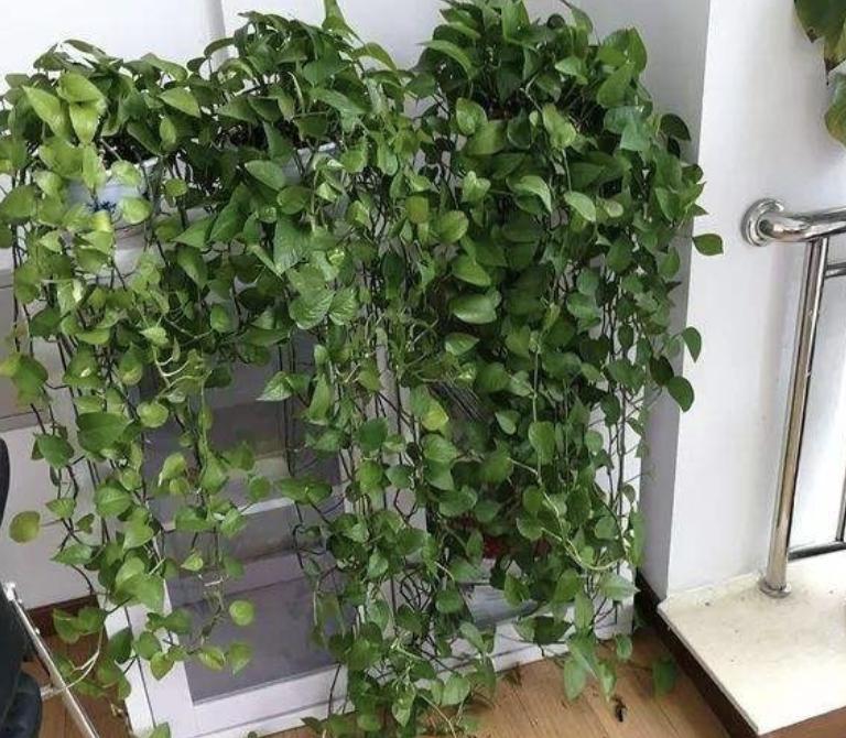 陈大妈养了“2种花”，养护10个月，枝叶开始“爬上墙”，美！