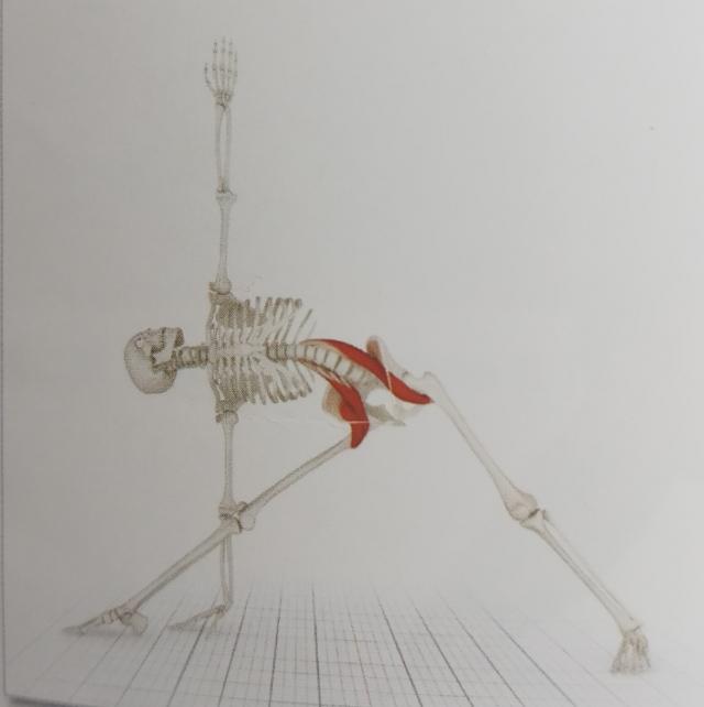 不懂健身动作练到的肌肉,锻炼髂腰肌最有效方法图解