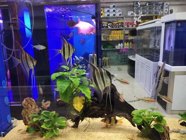 观赏鱼选择,想要选择比较容易饲养的观赏鱼