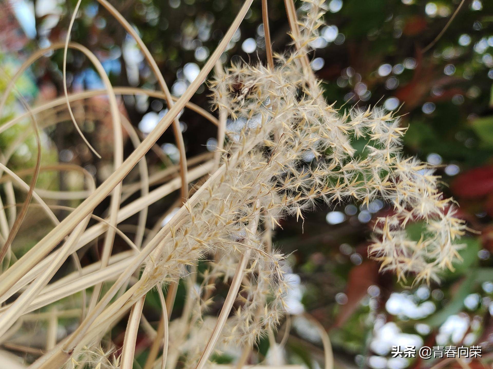 vivonex3s详细评测,性能升级之作vivonex3s上手体验