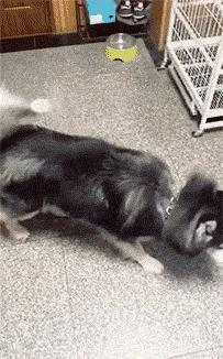 狗吃了柚子会怎样,狗吃柚子吐了