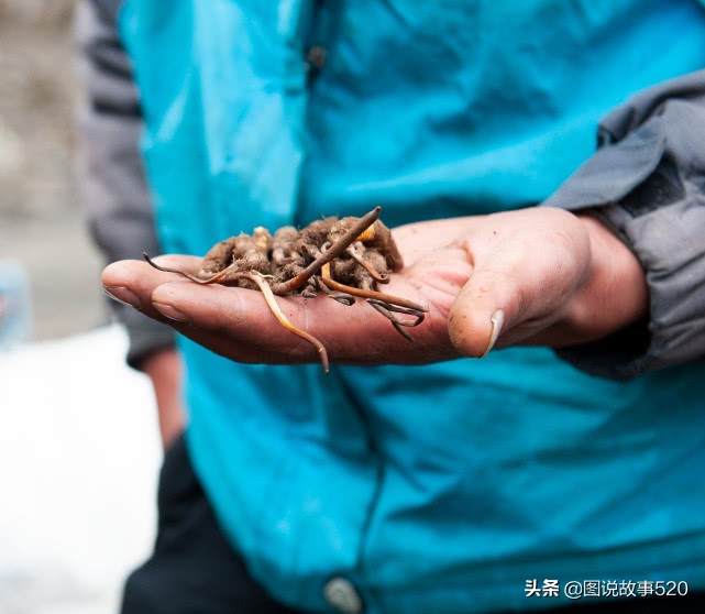 最好的虫草10斤虫草价值多少,正宗西藏鲜虫草多少钱一斤