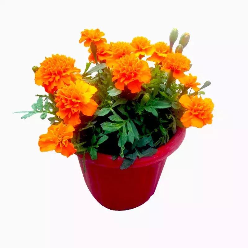 适合室内养的50种植物驱蚊,适合家里养的驱蚊的植物