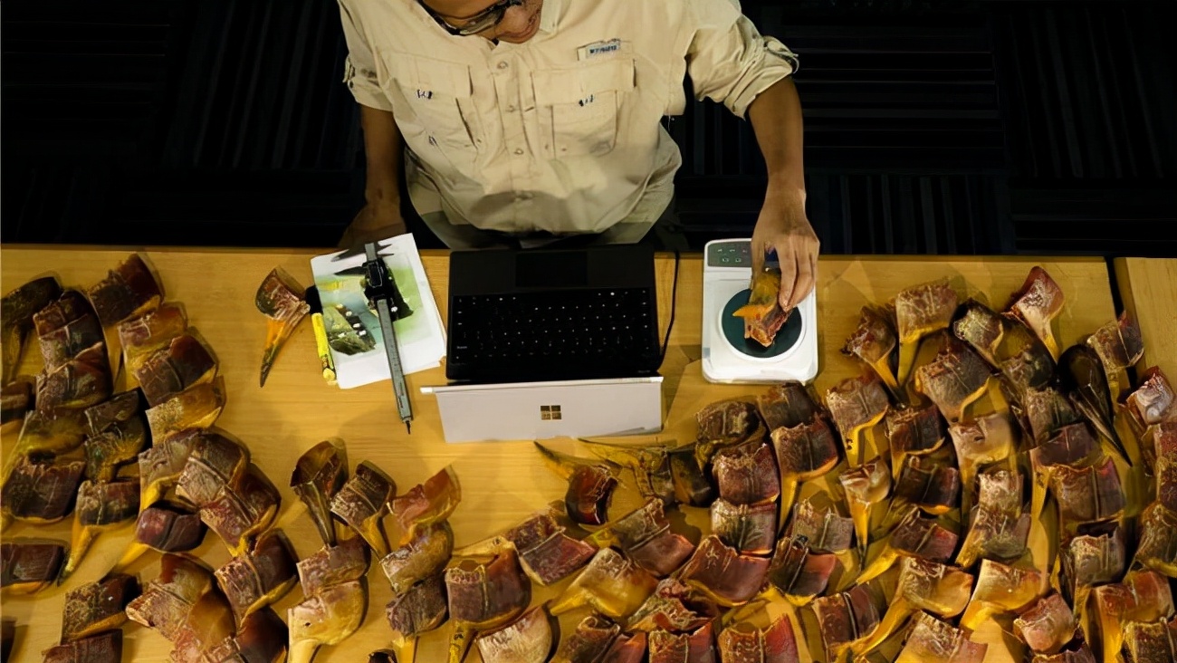 头骨最值钱鸟,头骨很珍贵的鸟