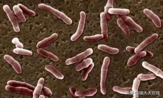 「技术」目前市面上畜禽的脱霉剂,选哪种好?