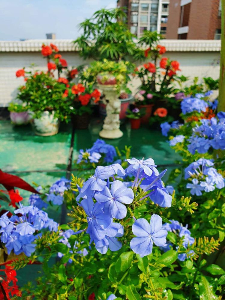 15平米露台改造成功案例,50平方楼顶改造露台和花园