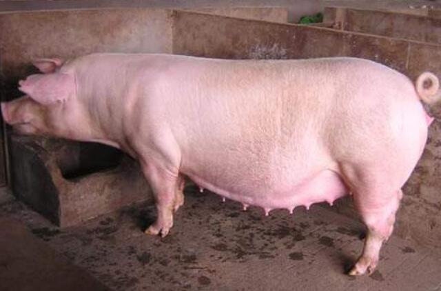 母猪出现临产情况，应该怎么做？