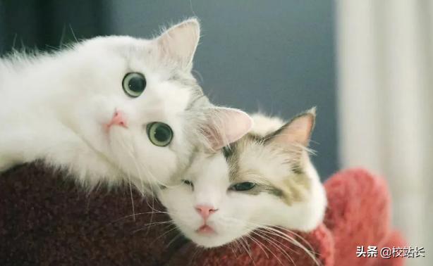 可爱治愈系猫咪图片,治愈猫咪照片橘猫