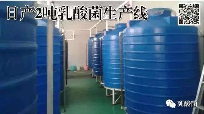 乳酸菌在畜禽上怎么用,乳酸菌饲养技术