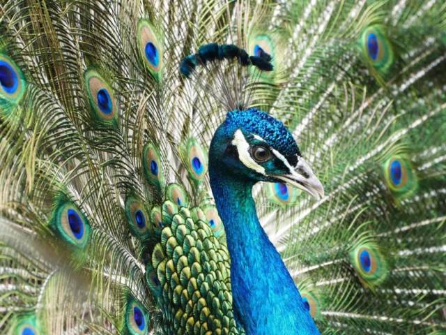 白鹿原白鹿仓景区冰雕,白鹿仓冰雕