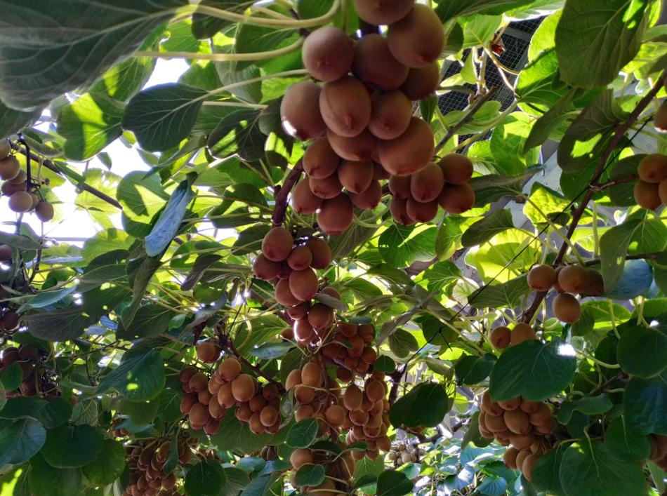 北京4月踏青的地方丰台区有哪些,丰台踏青好去处
