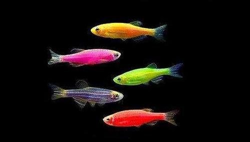 新手养鱼推荐好物品,新手养鱼推荐什么品种