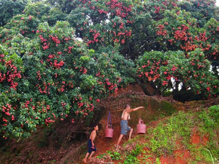 广西有哪些城市以前属于广东的,广西是荔枝之乡吗