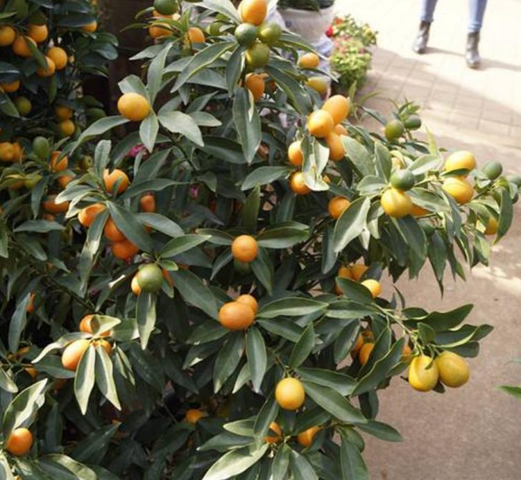 金桔移栽后落花落果但叶子不落,脆蜜金桔落花落果是怎么回事呢