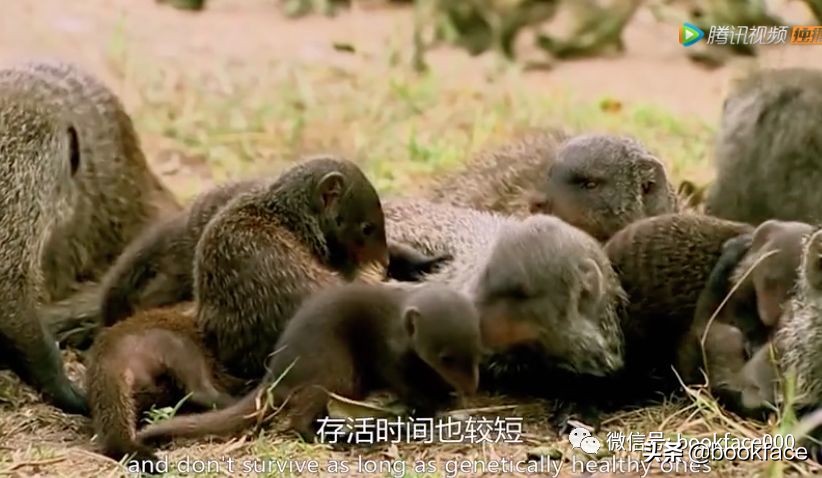 你这个坏怂，尽显渣之本色