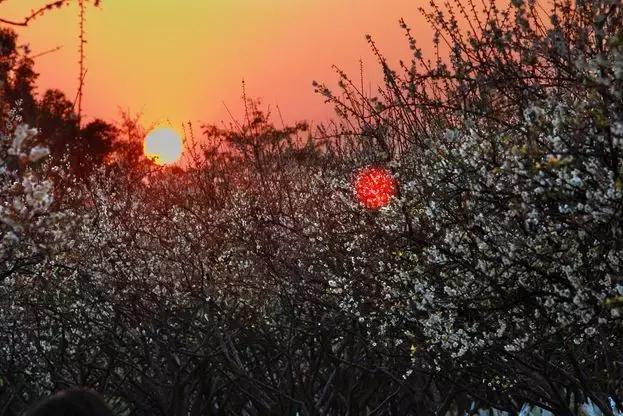 黄埔这颗“有故事”的梅历经九蒸一晒，远远不止可口……