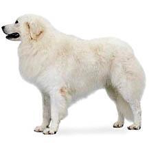 世上最罕见的狗品种图片,全世界狗品种视频