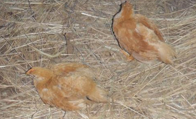 一两斤的小鸡拉血怎么回事,小鸡崽拉血便该用什么药