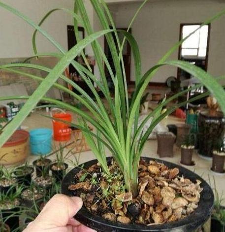 黄豆沤肥怎样才能没有臭味,买的发酵好的黄豆饼肥还有臭味吗