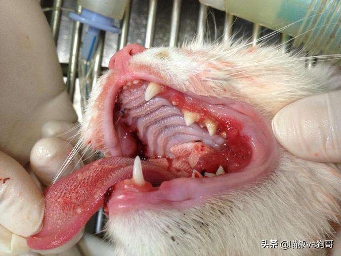 猫咪口炎疼痛咋办,猫咪口炎为什么嘴里老有口水