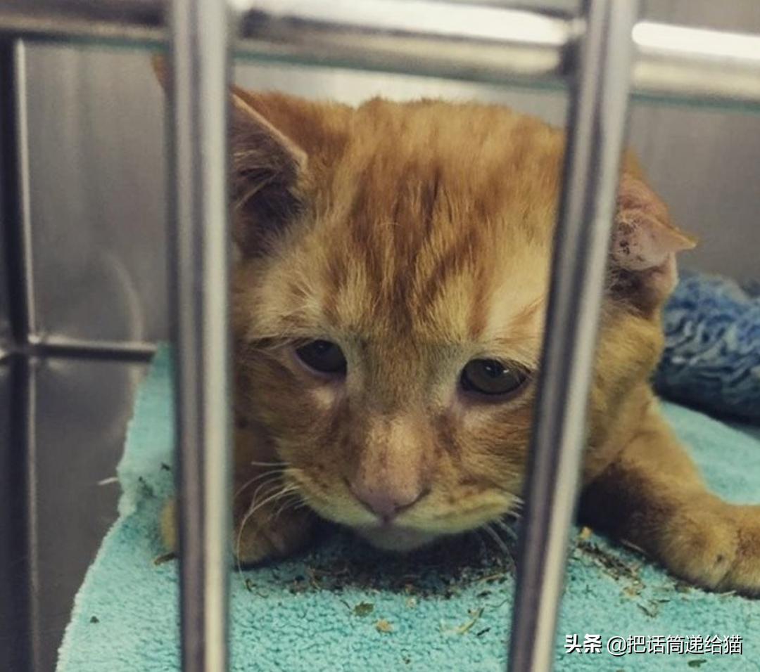 被弃养了一次的猫,从病魔中救回的猫脱离安乐死
