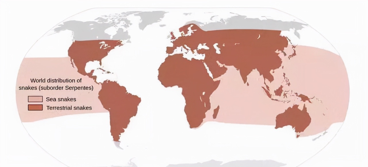 印度大蟒蛇和巨蟒蛇,史前巨蟒和巨型蟒蛇