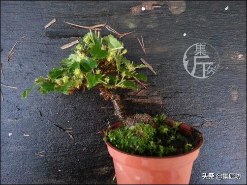 盆栽观赏树枯萎怎么补救,盆栽树枯萎的叶子可以剪掉吗