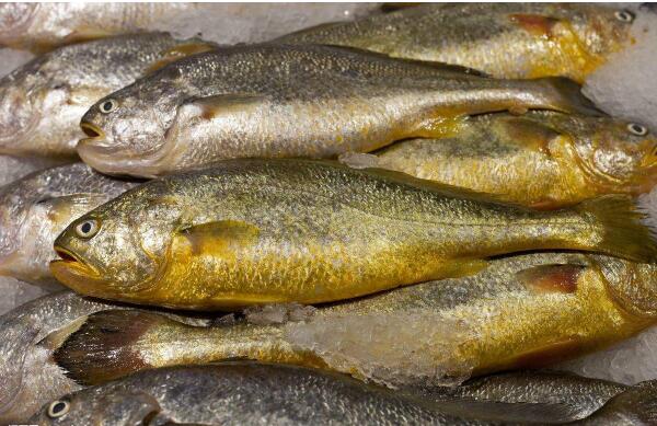 最干净的十种食用鱼,常见的可食用干净的鱼有哪些