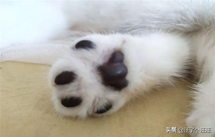 养宠知识狗狗腿瘸了不落地怎么办,狗狗足底干裂