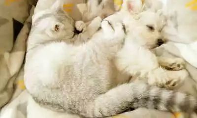 母猫怀孕期间可以吃驱虫药吗,母猫在怀孕期间打针了