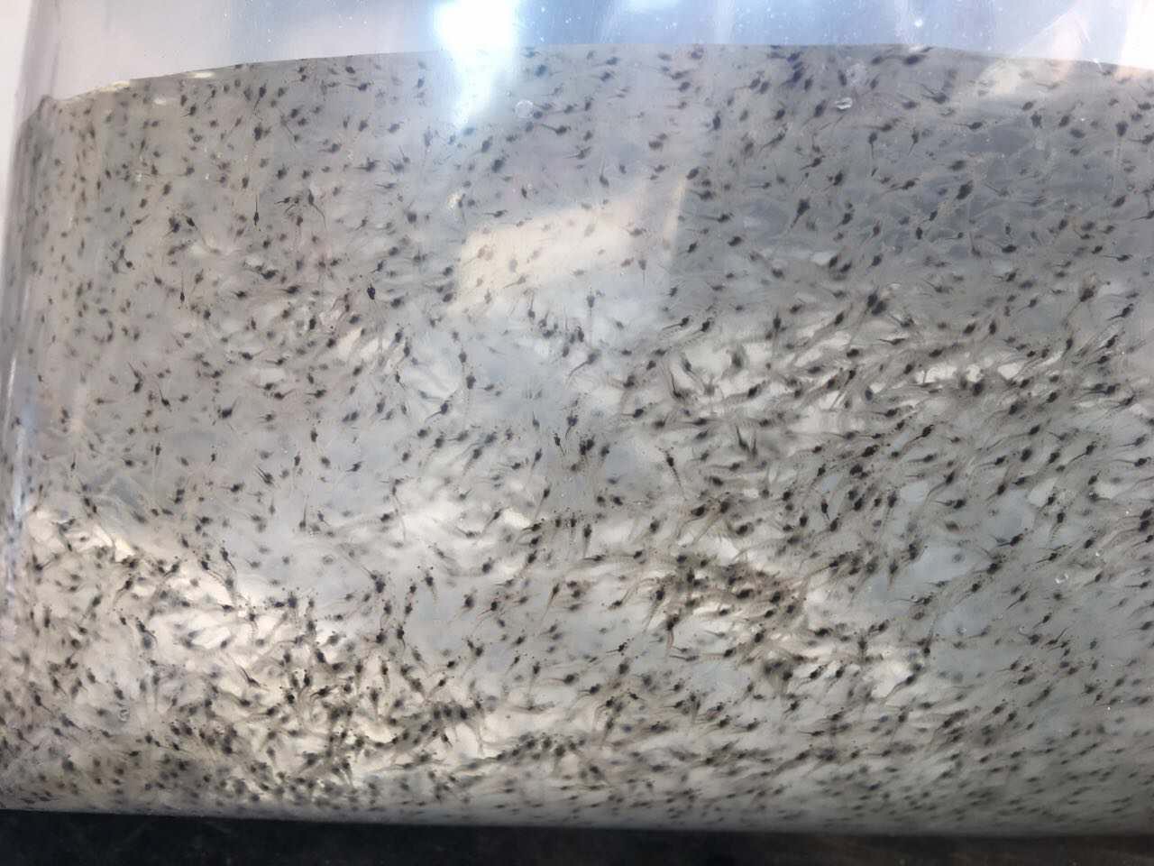 竹鼠养殖项目视频,竹鼠养殖业最新政策