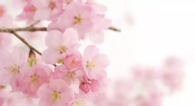 马上就清明节放假了，来场“樱花宴”吧！