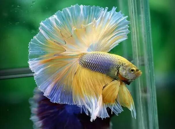 斗鱼水质ph值多少为好,斗鱼饲养攻略