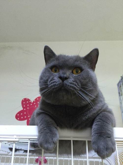 加菲猫和什么猫最好养,加菲猫橘猫哪个猫更好