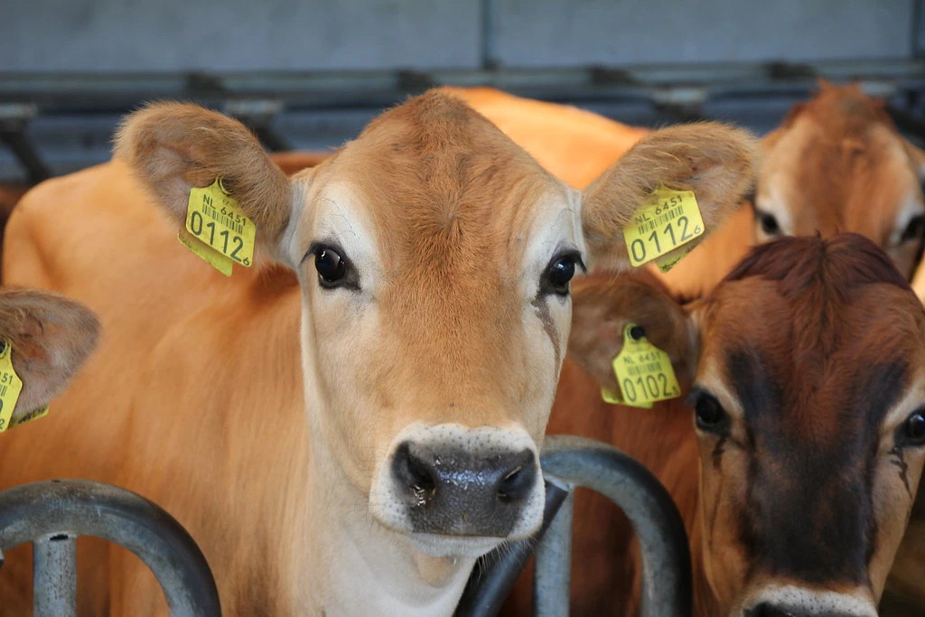 娟姗纯牛奶的缺点,娟姗牛奶更好吸收吗