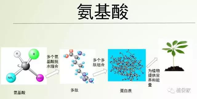 含聚天门冬氨酸水溶肥,精氨酸氨基酸肥料