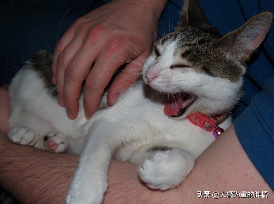猫咪特别抵触喂东西,猫咪为什么会抵触猫窝