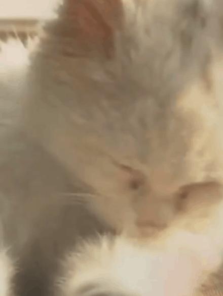 猫吃钢丝球视频,吃钢丝球的猫咪