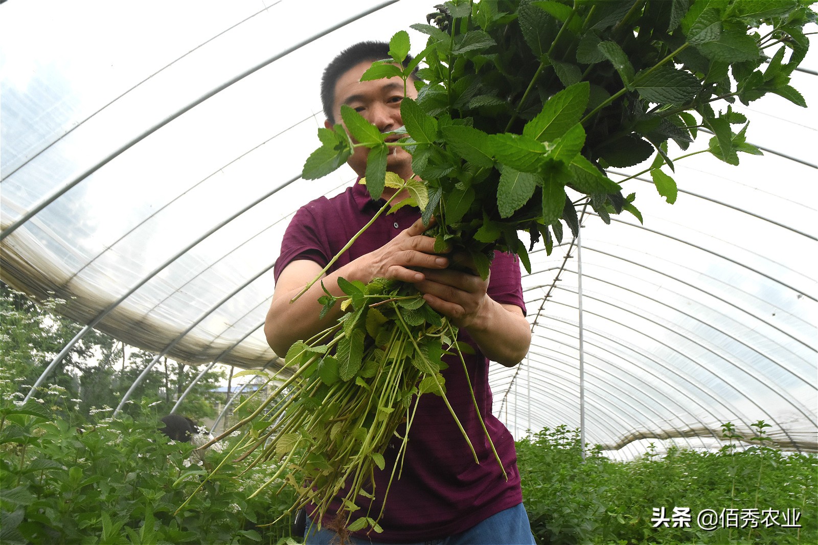 种植薄荷一亩地能赚多少钱,薄荷种植技术及亩收益