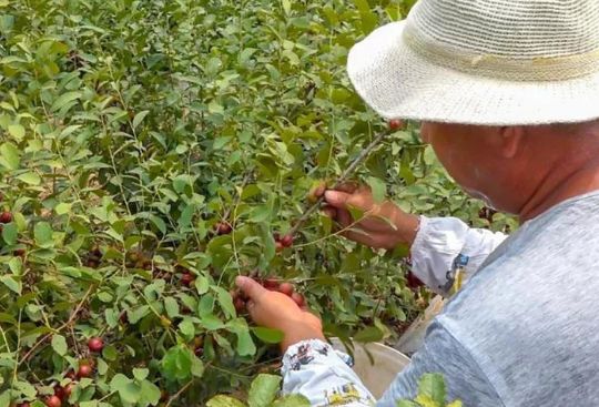 农村常有的还可以吃的野果是什么,小时候在农村经常吃的十种野果