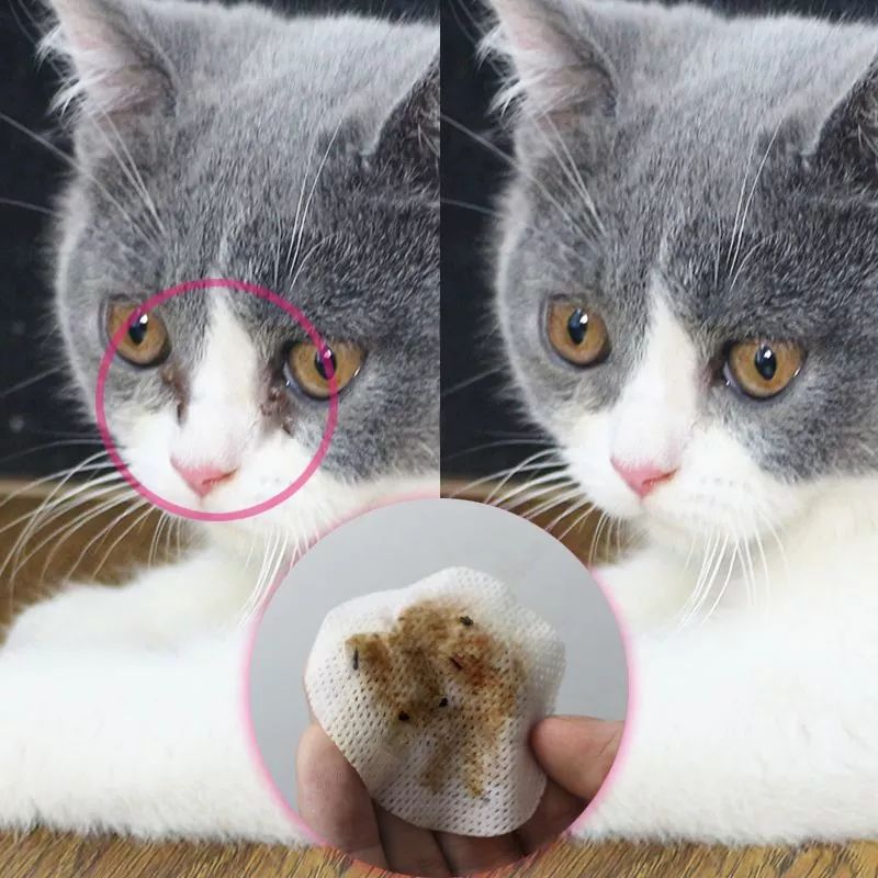 猫狗泪痕直接影响颜值，铲屎官应找到溢泪原因，先治病后去痕！