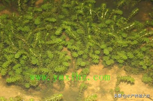 轮叶黑藻怎么消灭,轮叶黑藻杀虫方法