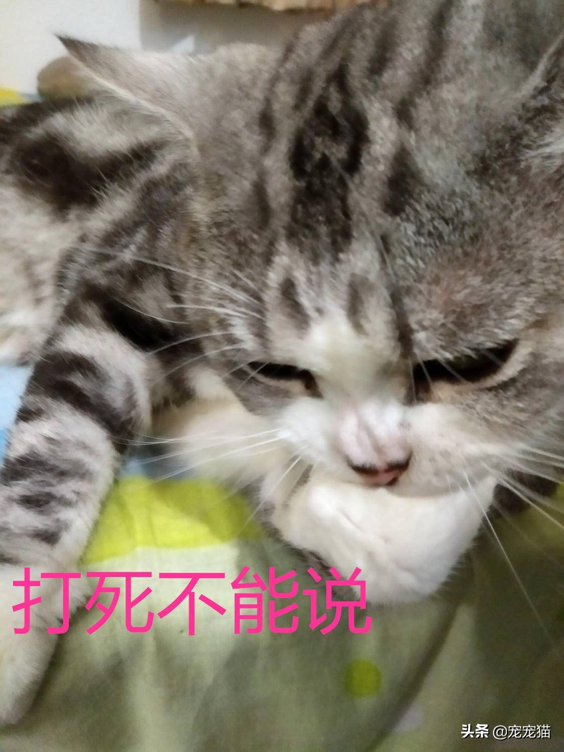 猫在你身上留下气味洗澡会洗掉吗,猫一直在你身上闻是为什么