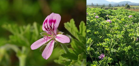 烧蚊香等于吸毒气？夏天总被蚊子咬！到底哪些灭蚊方式最靠谱