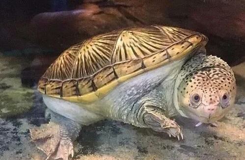 龟类分类大全图片,龟类的种类及图片大全