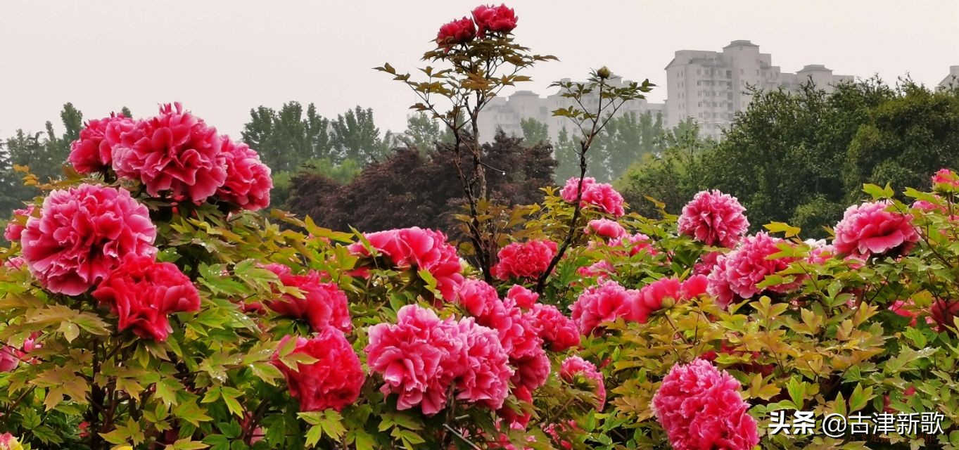 最美牡丹诗词20首,研究牡丹花