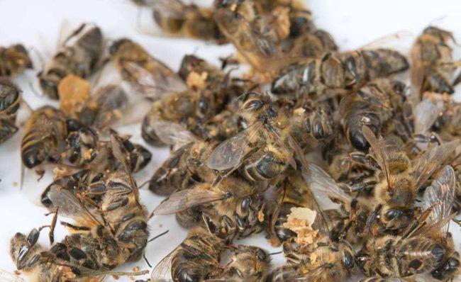 秋季蜜蜂大量死亡怎么解决,蜜蜂死亡的十大原因
