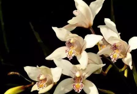 兰花怎么养才能旺盛喜阳,兰花花开富贵出花苞后注意事项