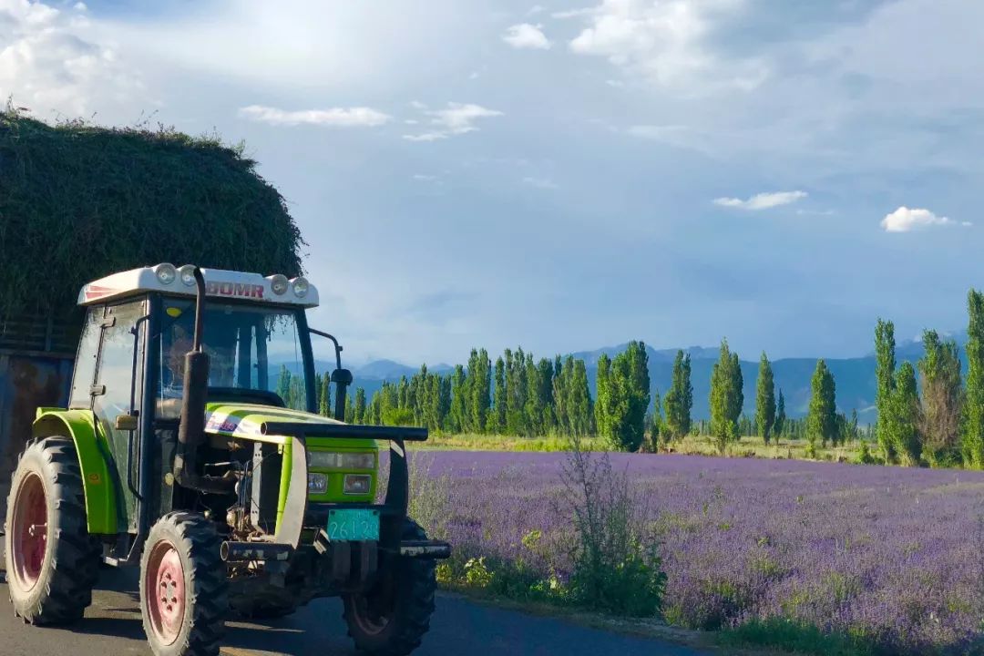 东方普罗旺斯薰衣草,伊犁的薰衣草哪个最大